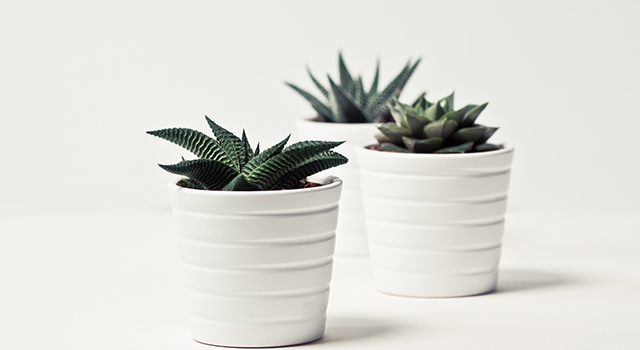 three succulents in white pots