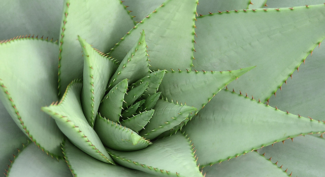 close-up on a green succulent